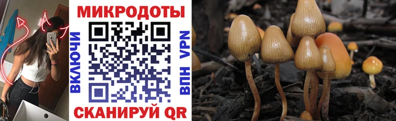 продажа наркотиков  Покачи  Галлюциногенные грибы MAGIC MUSHROOMS 